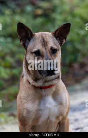 Closeup portrait of a mixed breed partial Belgian Malinois Shepherd adult female dog sitting upright in an outdoor setting. Stock Photo