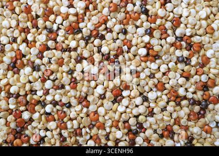 Closeup of Uncooked Tricolor Quinoa, a Healthy Seeds that Also Cultivated in the Highlands of Northern Thailand Stock Photo
