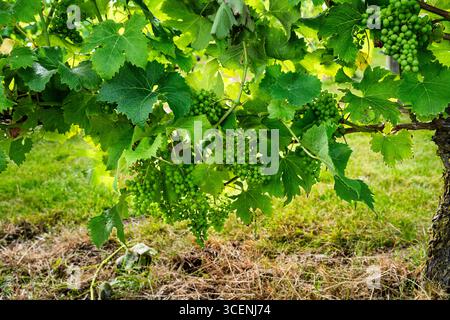 Vivid rows of grapevines flourish in a picturesque vineyard beneath a partially clouded sky, creating a scenic and tranquil atmosphere. The vibrant gr Stock Photo