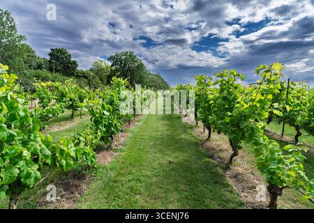 Vivid rows of grapevines flourish in a picturesque vineyard beneath a partially clouded sky, creating a scenic and tranquil atmosphere. The vibrant gr Stock Photo