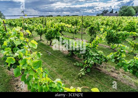 Vivid rows of grapevines flourish in a picturesque vineyard beneath a partially clouded sky, creating a scenic and tranquil atmosphere. The vibrant gr Stock Photo
