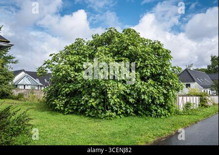 Vibrant green fig tree stands prominently in a well-kept suburban garden. Neighboring homes enhance the setting, with a bright cloudy sky highlighting Stock Photo