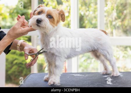 Side view of a Jack Russell dog being groomed standing on the table. Professional groomer holding his chin up. The dog is looking  at the camera. Hori Stock Photo