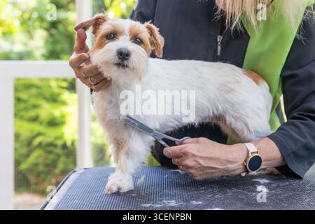 Closeup view of a Jack Russell dog being clipped on the legs standing on the table. Horizontally. Stock Photo