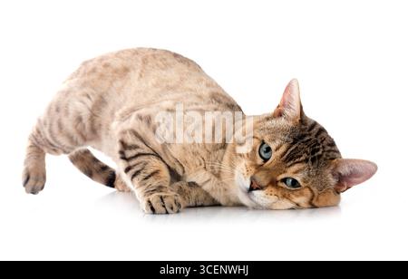 bengal cat in front of white background Stock Photo