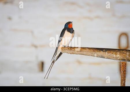 A swallow perched on wooden handle in a whitewashed barn. Stock Photo