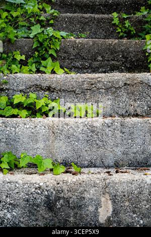 Lush green ivy growing on old, weathered concrete steps, showcasing nature's resilience and beauty. Stock Photo