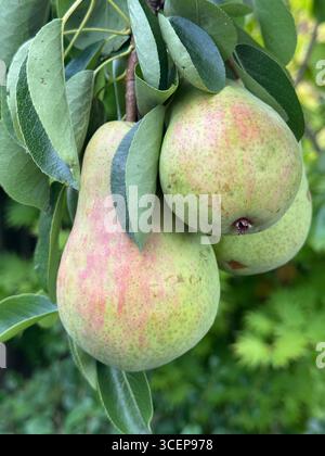 Ripe William's pears growing on a tree in August. Stock Photo