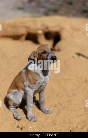 A small, brown and white stray puppy sits alone on a sandy hill, looking at the camera. The image captures its vulnerable and pensive mood in natural Stock Photo
