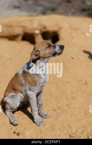 A small, brown and white stray puppy sits alone on a sandy hill, looking away from the camera. The image captures its vulnerable and pensive mood in n Stock Photo