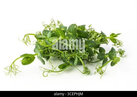 Pile of fresh green pea microgreens isolated on white background. Healthy organic sprouts with tender leaves and tendrils, perfect for vegan food, nut Stock Photo