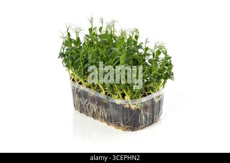 Fresh green pea microgreens growing in soil inside a transparent plastic container, showing healthy roots and vibrant leaves. Perfect for concepts of Stock Photo