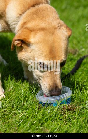 Labrador pet dog drinking water on a hot summers day in Scotland Stock Photo