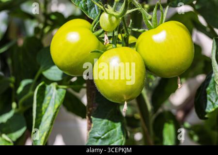Bunch of green tomatoes ripening on the vine in greenhouse. Stock Photo