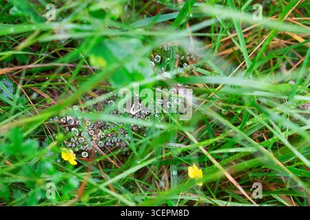 Closeup of dewdrops raindrops caught in spiderweb spiderwebs view from above looking down on lines of green grass in nature Carmarthenshire Wales UK Stock Photo