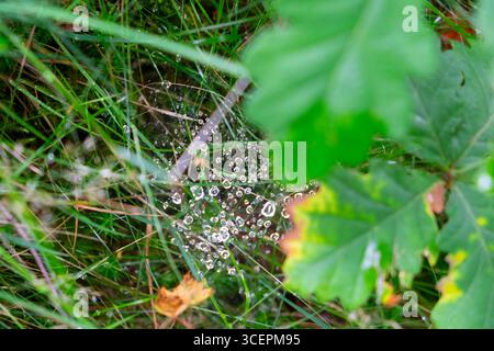 Closeup of dewdrops raindrops caught in spiderweb spiderwebs view from above looking down on lines of green grass in nature Carmarthenshire Wales UK Stock Photo
