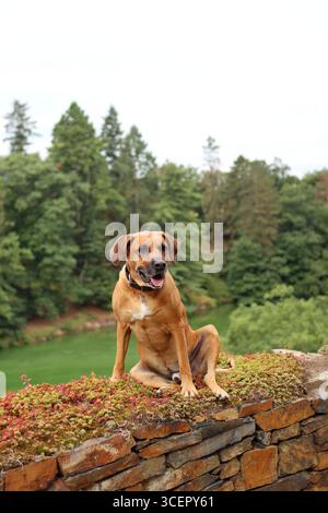 A beautiful view of a Rhodesian Ridgeback in the park Stock Photo - Alamy