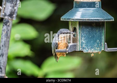 Nuthatch on a bird feeder. Stock Photo