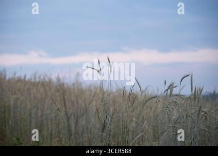 the Grassland is an underestimated ecological feature Grassland an ...