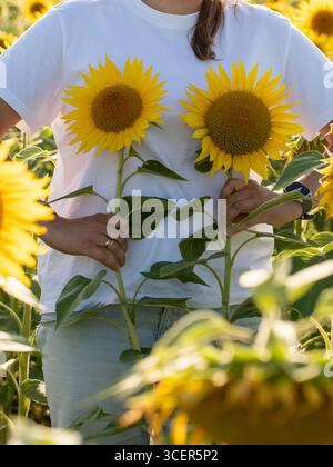 Woman in white t-shirt holding two bright sunflowers against chest in blooming sunflower field on sunny day. Concept of natural beauty, self Stock Photo