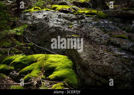 Vibrant Green Moss Growing on a Large Boulder Stock Photo