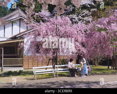 Utsubuki Park, Kurayoshi, Tottori Prefecture, Japan- April 13th 2017:  Grandmother, daughters and grandchild chilling under pink cherry blossom Stock Photo