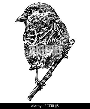 Eurasian tree sparrow .Hand drawn illustration. Isolated bird species in detailed engraving style, hatching and line art. Decorative for animal, zoo Stock Vector