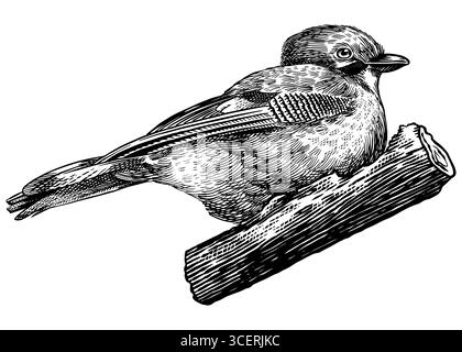 Eurasian Jay on a branch. Hand drawn illustration. Isolated bird species in detailed engraving style, hatching and line art. Decorative for animal Stock Vector