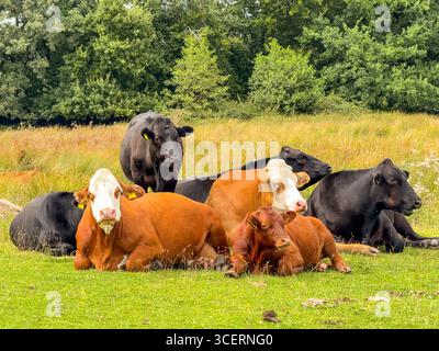 Herd of cattle standing and lying down in a farm field. No people. Stock Photo