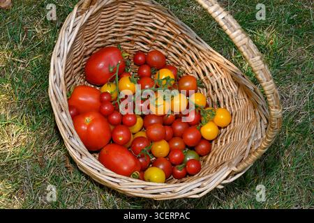 Basket of red and yellow cherry tomatoes harvested from garden, UK Stock Photo