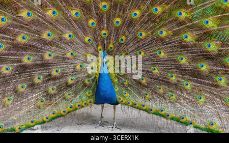 Colorful Peacock in Full Feather Display. Close-Up. Stock Photo