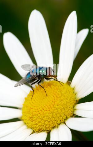 Metallic shiny fly on a marguerite flower Stock Photo