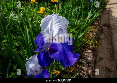 Close-up of blooming Iris germanica with bold blue and delicate white petals in a lush garden. A striking spring flower full of texture, contrast, and Stock Photo