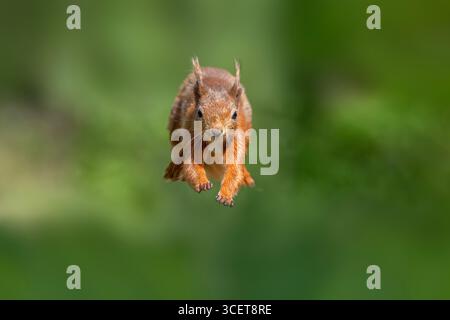 Red squirrel jumping forwards close up with a blurred background Stock Photo