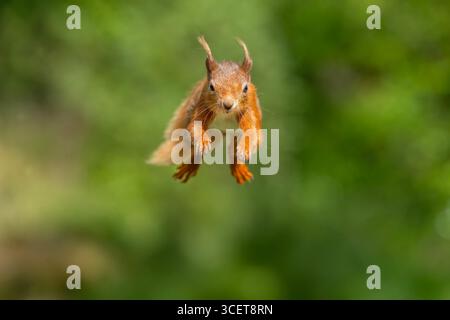 Red squirrel jumping forwards close up with a blurred background Stock Photo