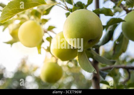 Close of ripe green apples on a tree on a sunny day. Stock Photo