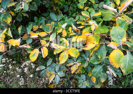 Leaves on a whitebeam tree turning brown in August. A sign of the early autumn caused by a hot, dry spring and summer. Stock Photo