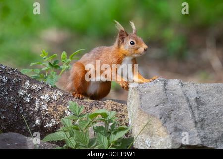 Red squirrel on a tree trunk looking curious Stock Photo