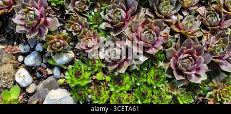Top view of green and red small succulents that grow tightly to each other next to stones Stock Photo