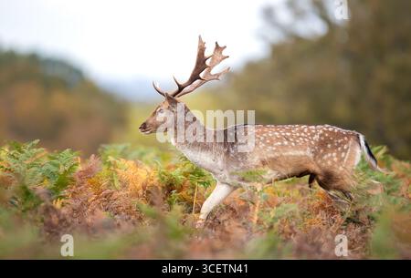 Close-up of a fallow deer stag with large antlers walking through a meadow in autumn, UK. Stock Photo