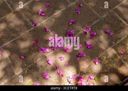 This image shows scattered pink bougainvillea petals on a sun-dappled stone pavement, capturing a natural and tranquil outdoor moment Stock Photo