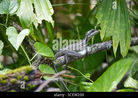Big lizard on the green tree branch in Costa Rica Stock Photo