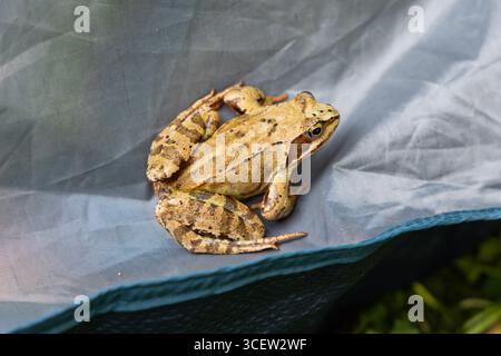 Common Frog Sitting on Green Grass in Natural Environment Stock Photo