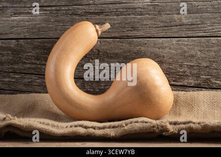 Autumn Harvest Still Life With Canada Crookneck Winter Squash on Hessian Stock Photo