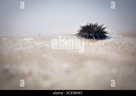 Single black sea urchin (Arbacia lixula) lying on Arabian Gulf sandy beach in Ras Al Khaimah, United Arab Emirates with cracked sea shells around. Stock Photo