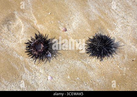Two black sea urchins (Arbacia lixula) lying on Arabian Gulf sandy beach in Ras Al Khaimah, United Arab Emirates with cracked sea shells around. Stock Photo