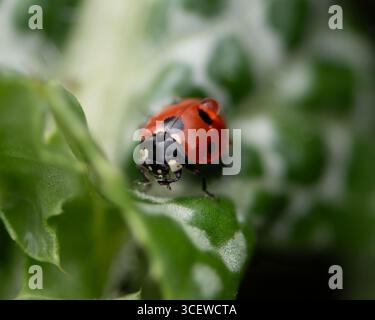Ladybug drinking dew on a leaf Stock Photo
