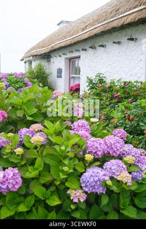 A charming Irish cottage with a thatched roof sits amidst blooming hydrangeas, creating a tranquil atmosphere filled with colorful flowers and greener Stock Photo