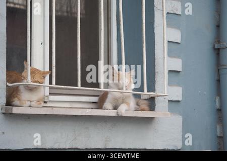 Two cats lounging by a window on a sunny day Stock Photo
