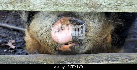New Zealand kune kune pig with nose rings looking through the bars of a paddock fence Stock Photo